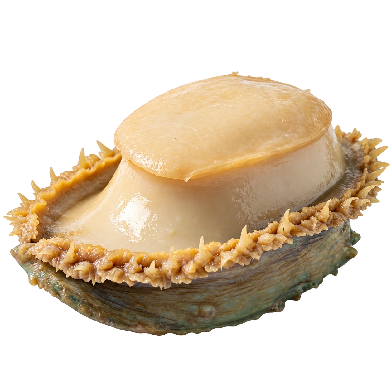 Abalone