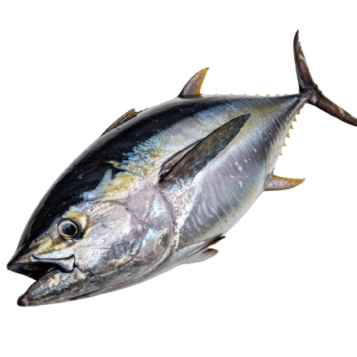 Yellowfin Tuna