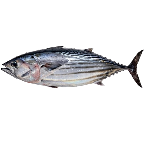 Bonito