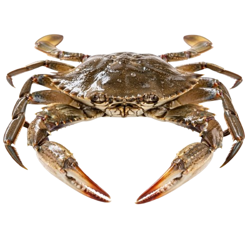 Crabs & Swimming Crabs