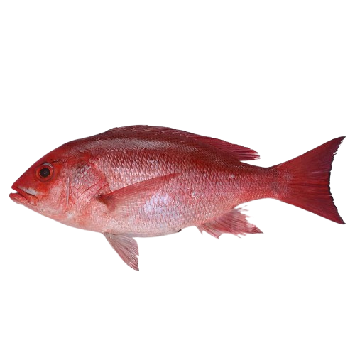 Red Snapper