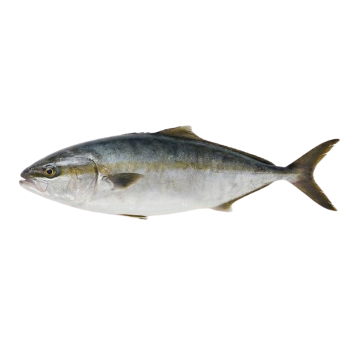 Yellowtail Amberjack