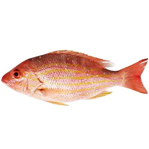 Lane Snapper