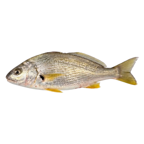 Yellow Croaker