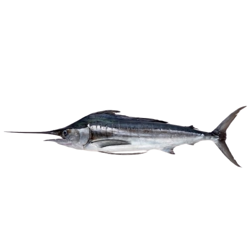 Swordfish