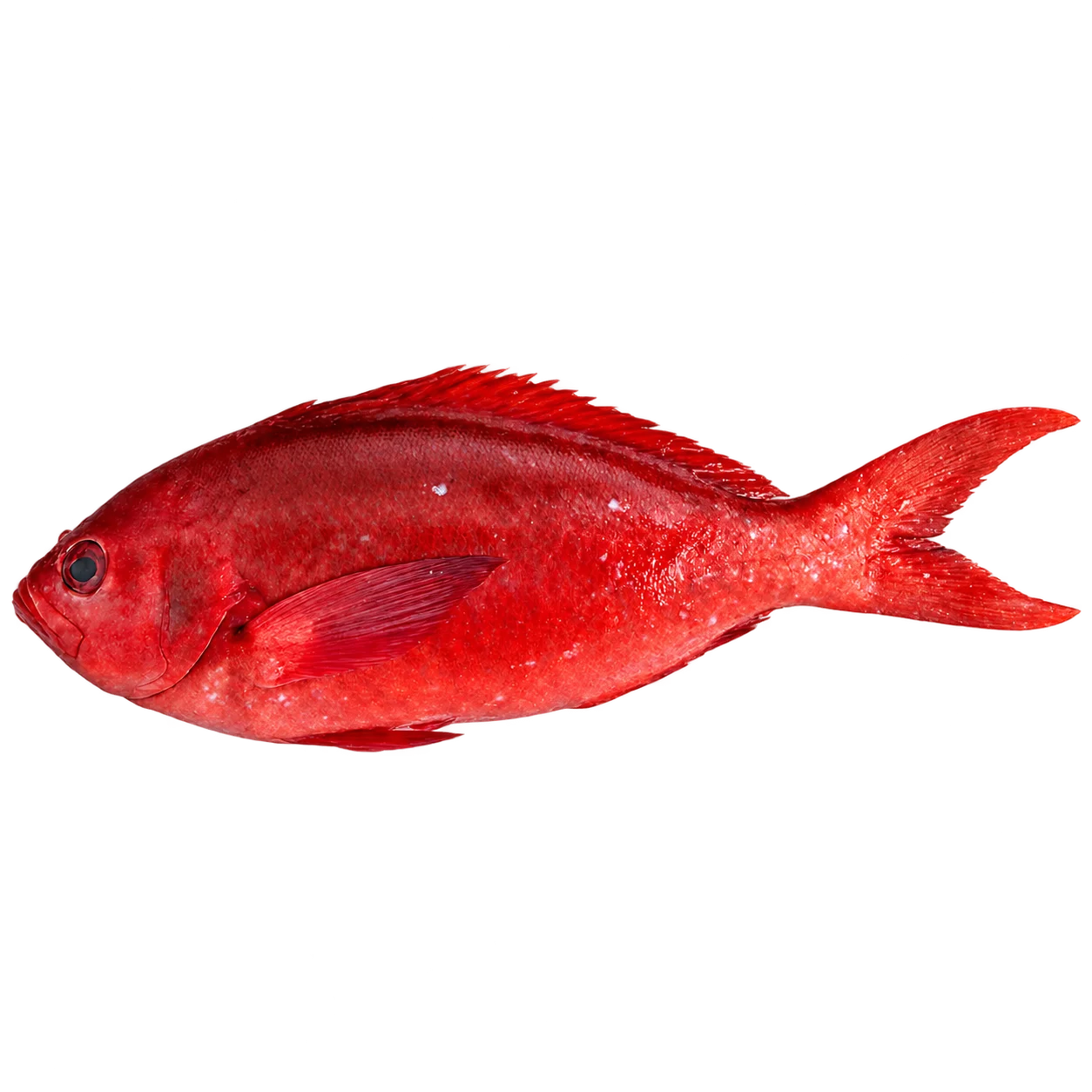 Red Cardinal