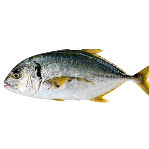 Jack Fish